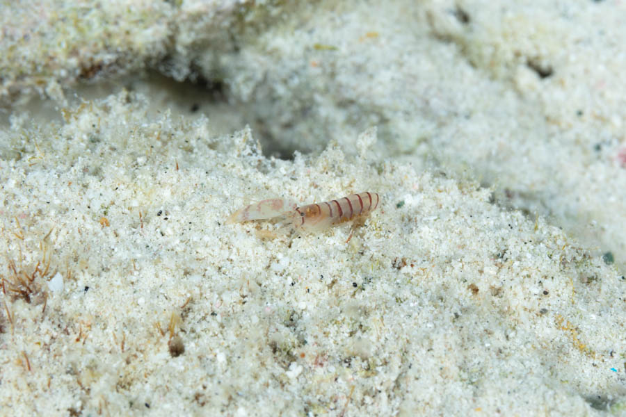 Shrimps, Snapping Identification: Smoothclaw Snapping Shrimp