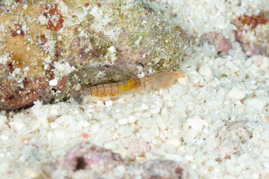 Shrimps, Snapping Identification: Smoothclaw Snapping Shrimp
