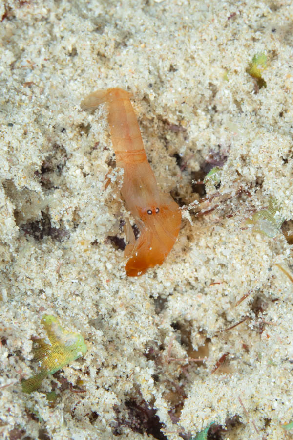 Shrimps, Snapping Identification: Speckled Snapping Shrimp
