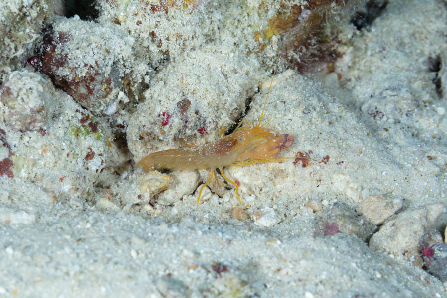 Shrimps, Snapping Identification: Speckled Snapping Shrimp