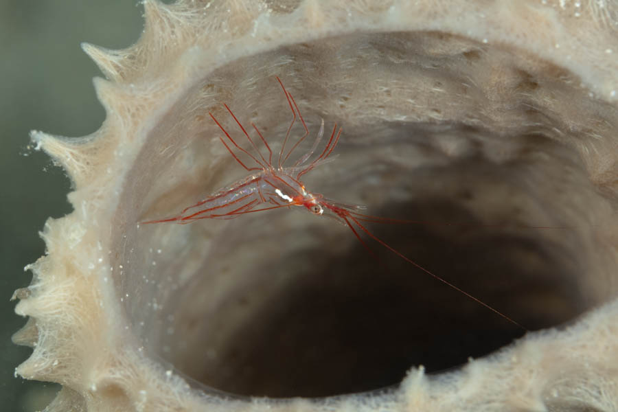 Sponge Peppermint Shrimp