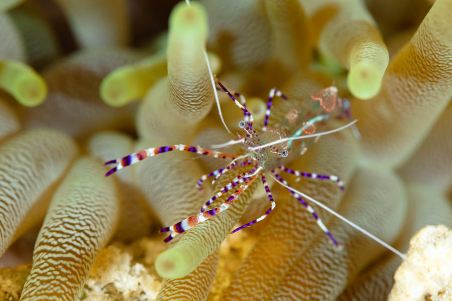 Shrimps, Cleaner Identification: Spotted Cleaner Shrimp