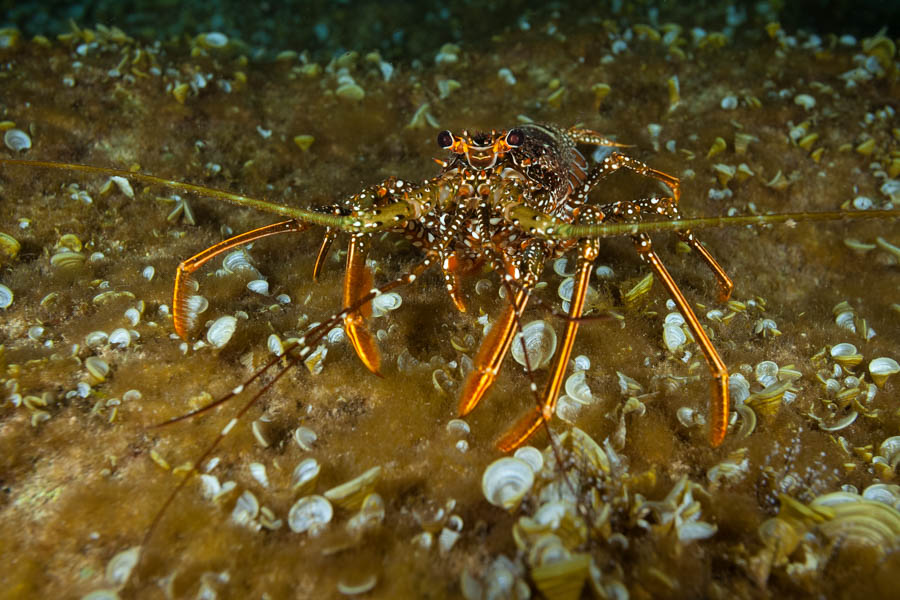 Lobsters Identification: Spotted Spiny Lobster