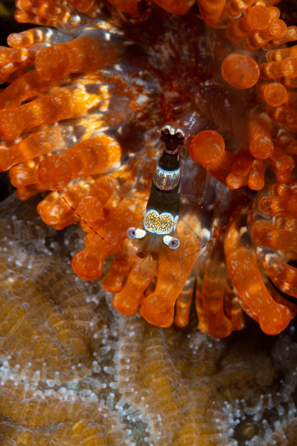 Shrimps, Commensal Identification: Squat Anemone Shrimp