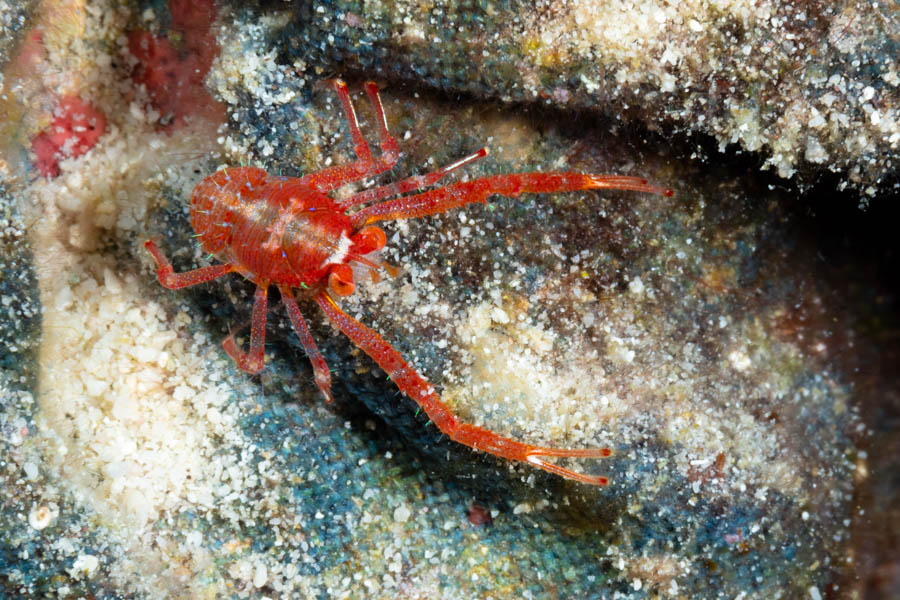 Lobsters Identification: Squat Lobster