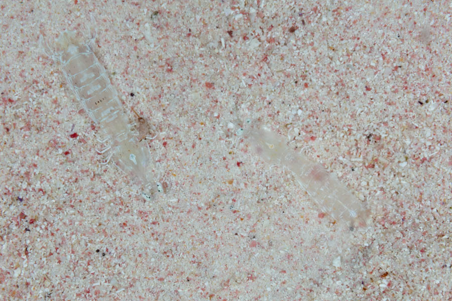 Shrimps, Mantis Identification: Squilla Mantis