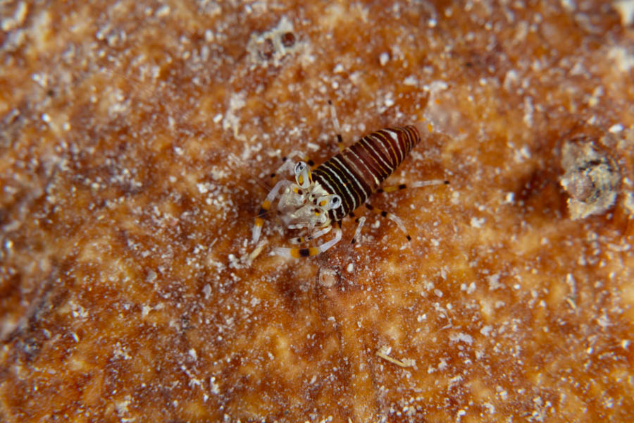 Striped Bumblebee Shrimp