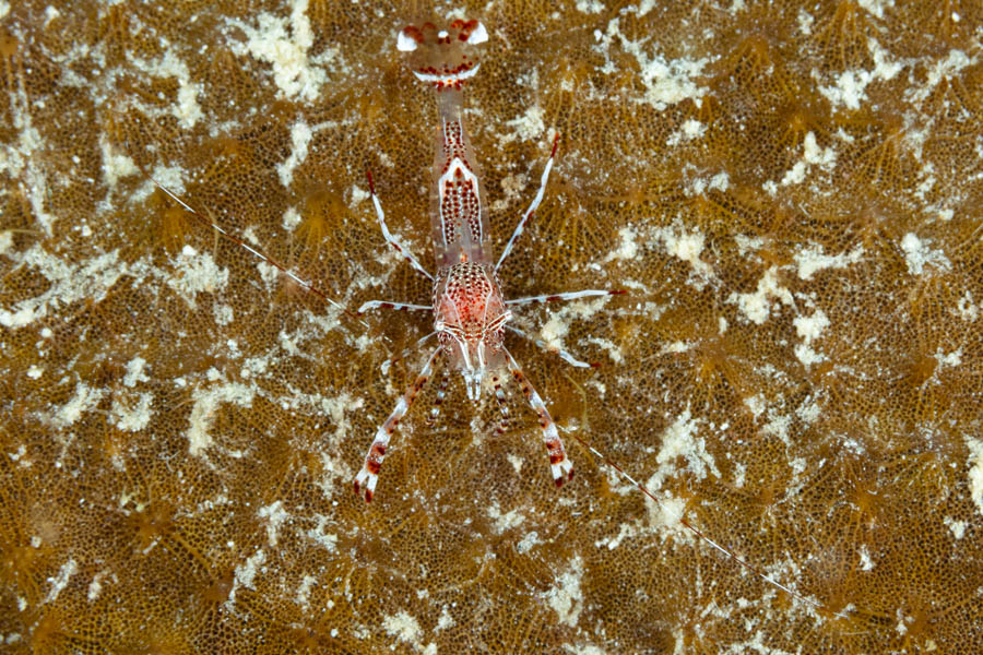Shrimps, Commensal Identification: Sun Anemone Shrimp