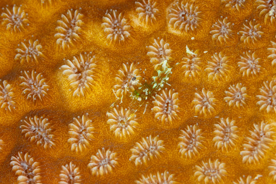 Shrimps, Commensal Identification: Sun Anemone Shrimp