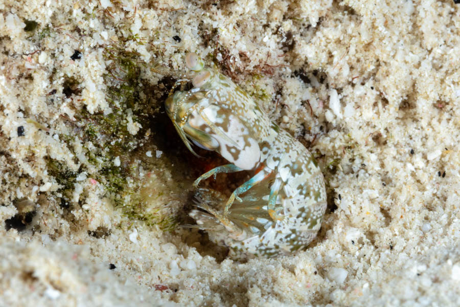 Shrimps, Mantis Identification: Swollenclaw Mantis