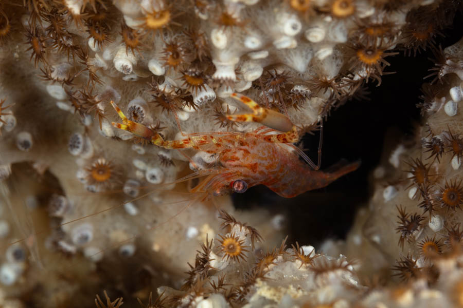 Twoclaw Shrimp