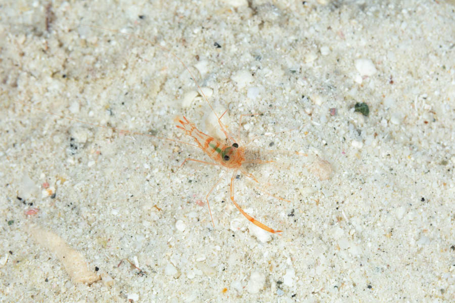 Shrimps, Other Identification: Unidentified Shrimp