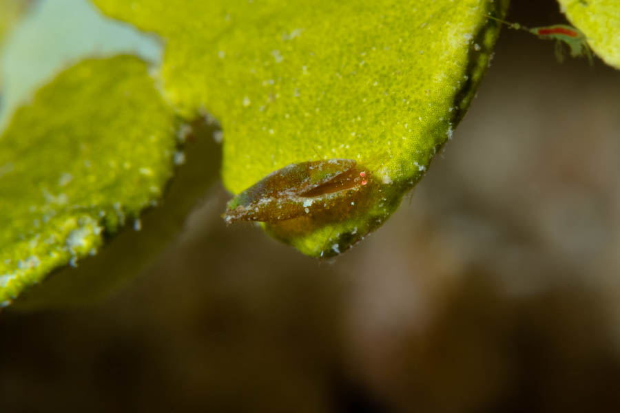 Unidentified Small Crustacean Other Small Crustaceans - Unidentified Small Crustacean