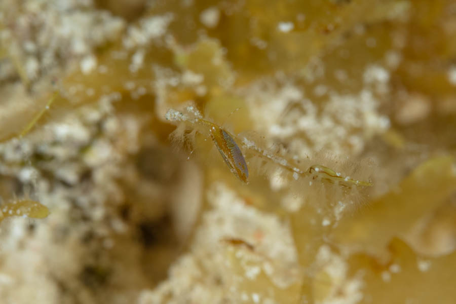 Unidentified Small Crustacean Other Small Crustaceans - Unidentified Small Crustacean