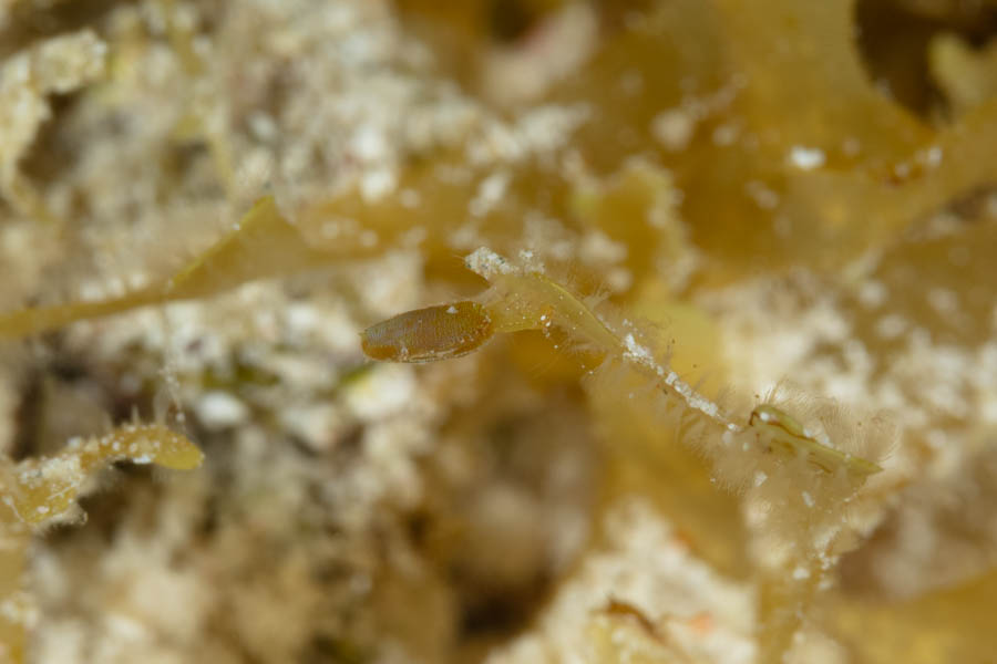 Unidentified Small Crustacean Other Small Crustaceans - Unidentified Small Crustacean