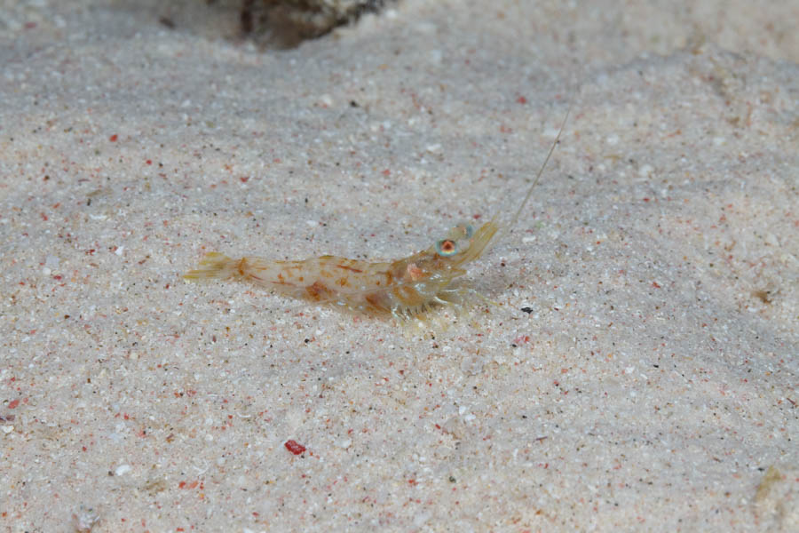 Shrimps, Invertebrates Identification: Velvet Shrimp