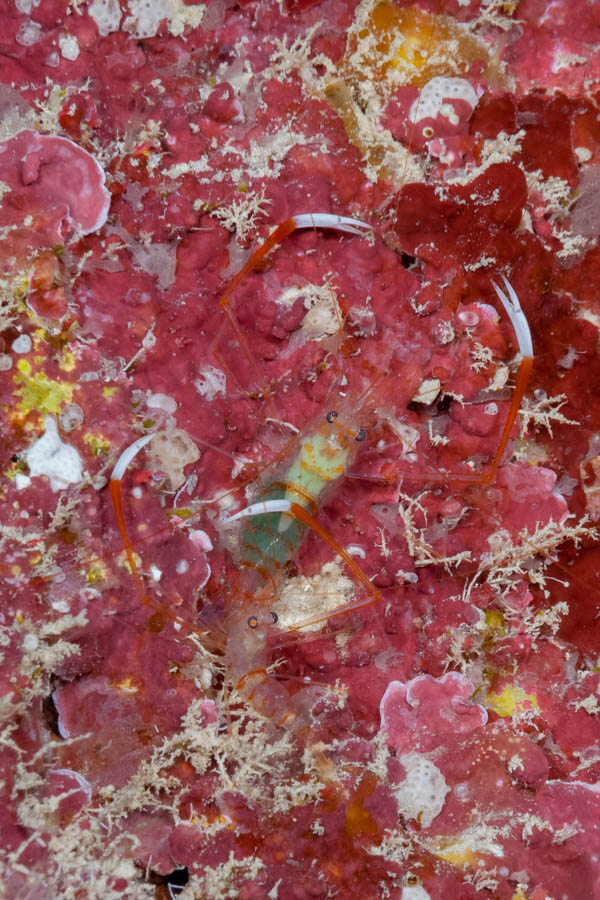 Shrimps, Commensal Identification: Whiteclaw Coral Shrimp