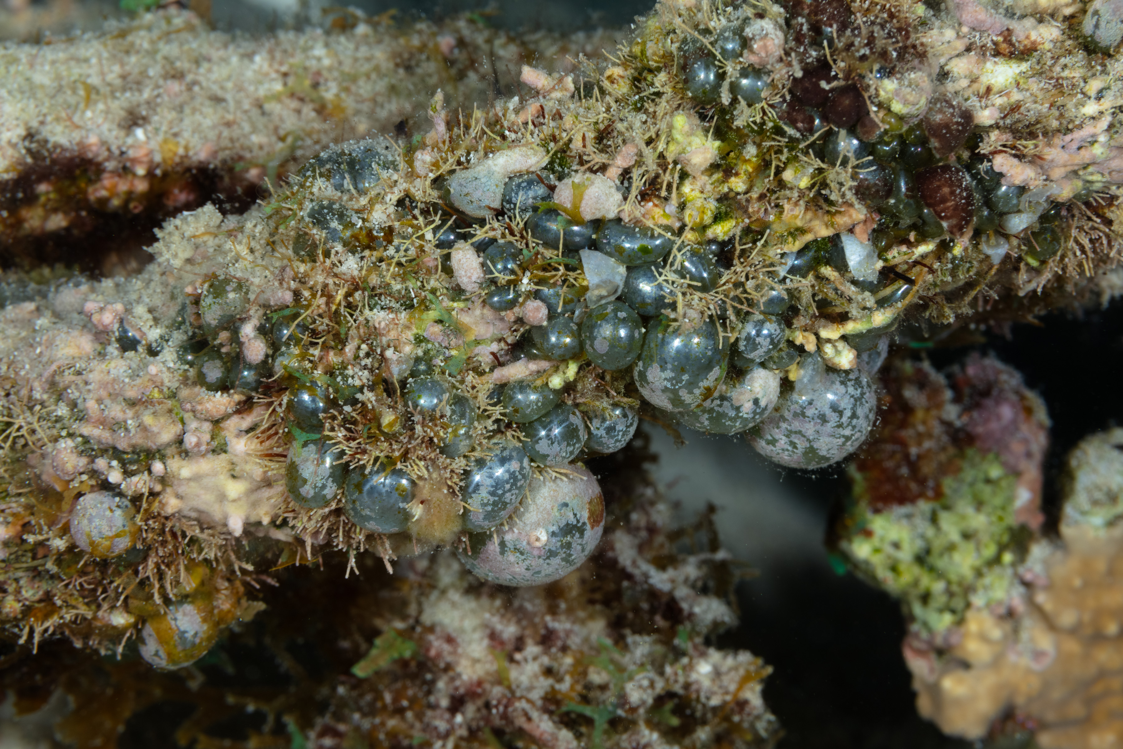 Reef Reference Elongated Sea Pearls | Bonaire Reef