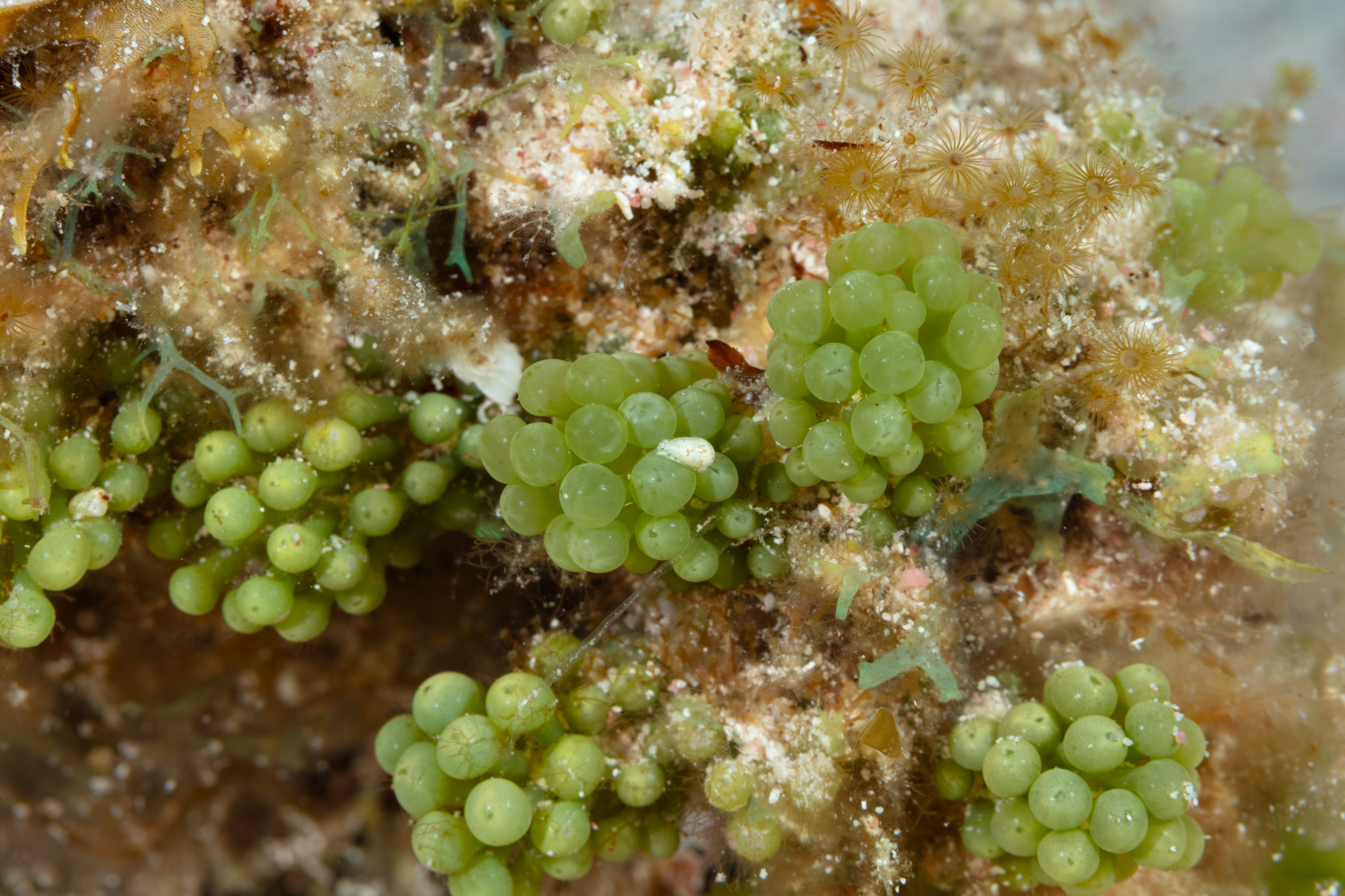 Reef Reference Green Grape Alga | Bonaire Reef