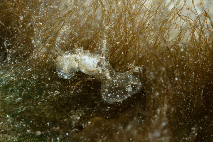 Ariane's Melibe