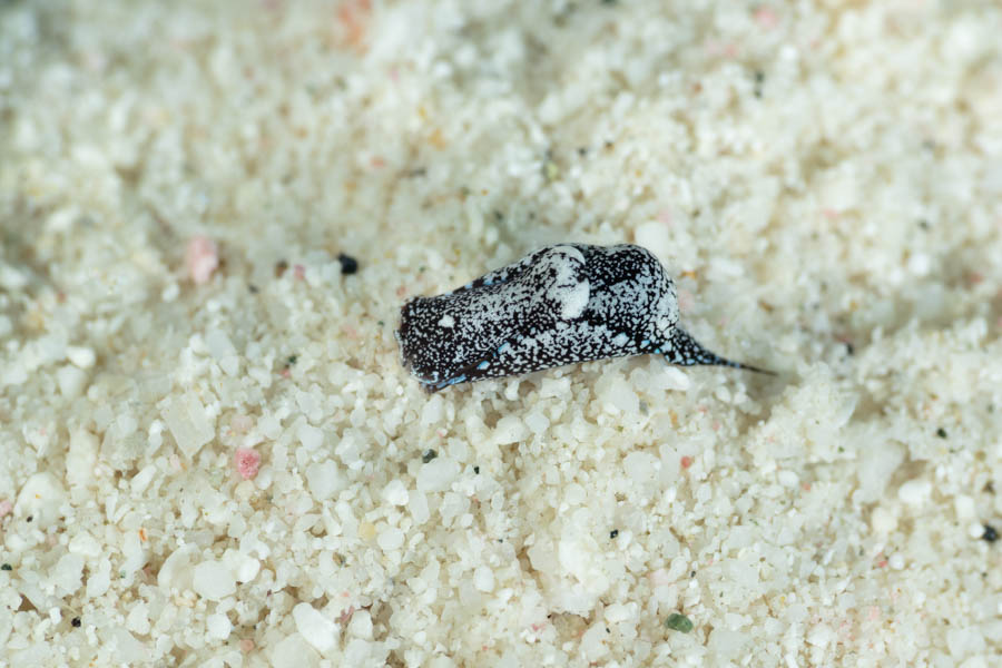 Berolina Aglaja