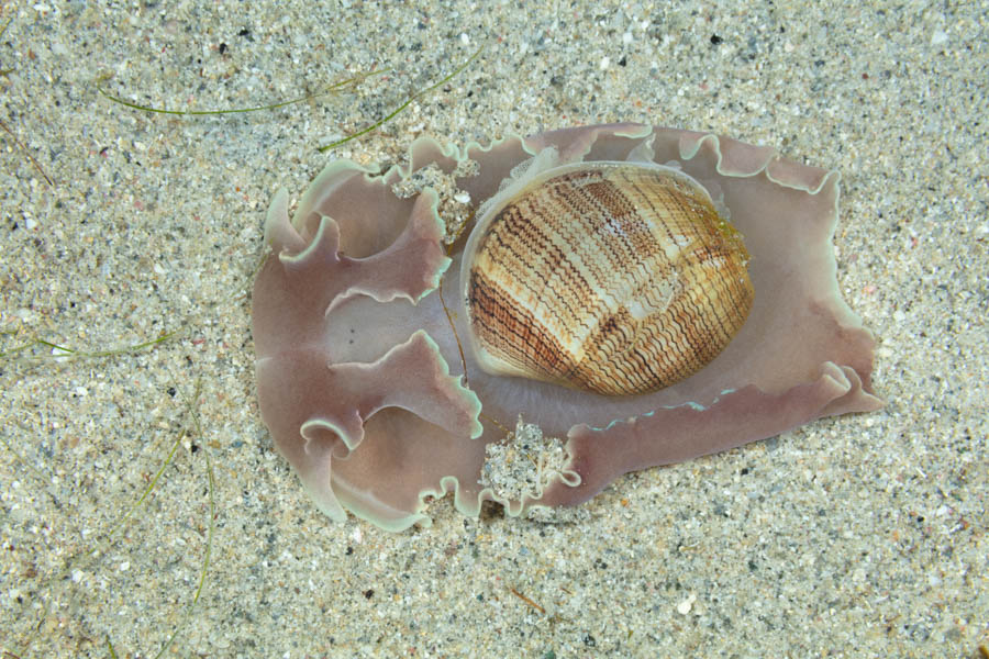 Brown Line Paper Bubble Headshield Slugs, Bubble Snails - Brown Line Paper Bubble