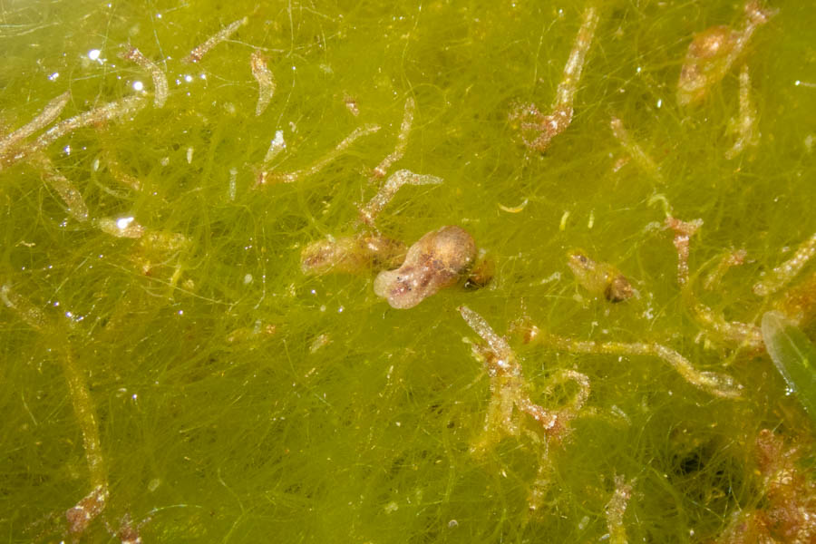 Elegant Glassy Bubble