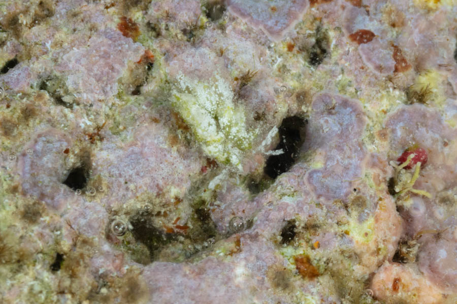 Germaine’s Glass-Slug Sap-Sucking Slugs - Germaine’s Glass-Slug