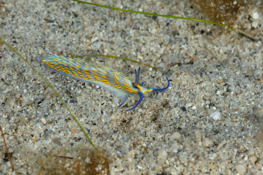 Gold-Fringed Cerberilla