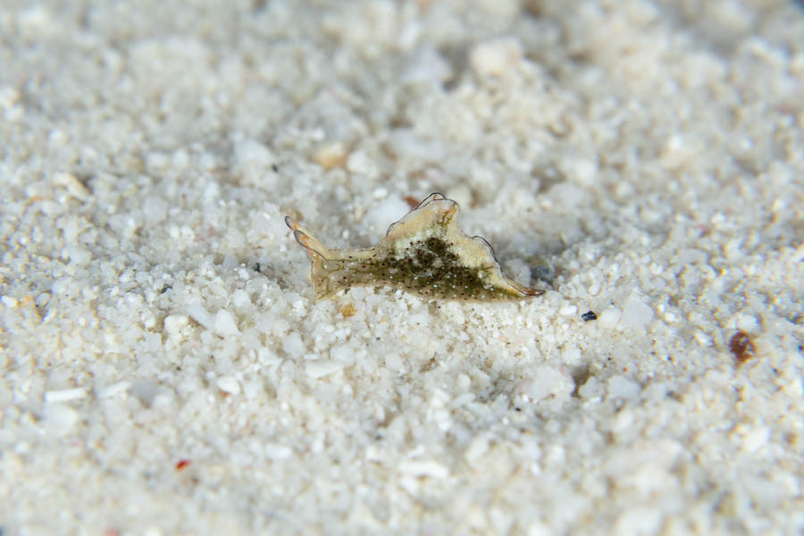 Jibacoa Elysia