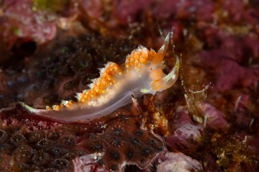 Longhorn Austraeolis