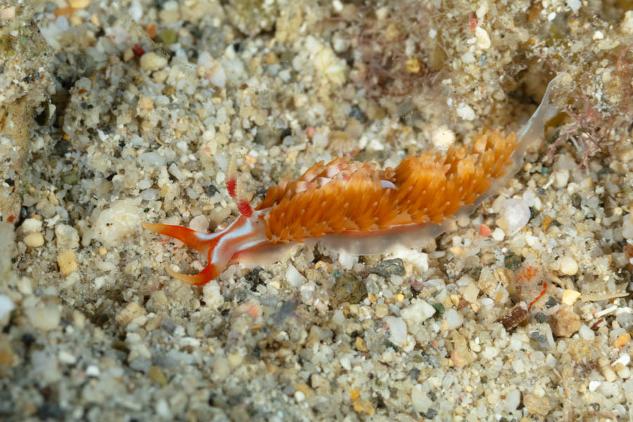 Lynx Phidiana
