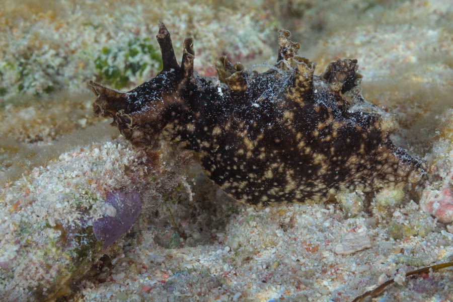 Mottled Seahare, ID Not Sure
