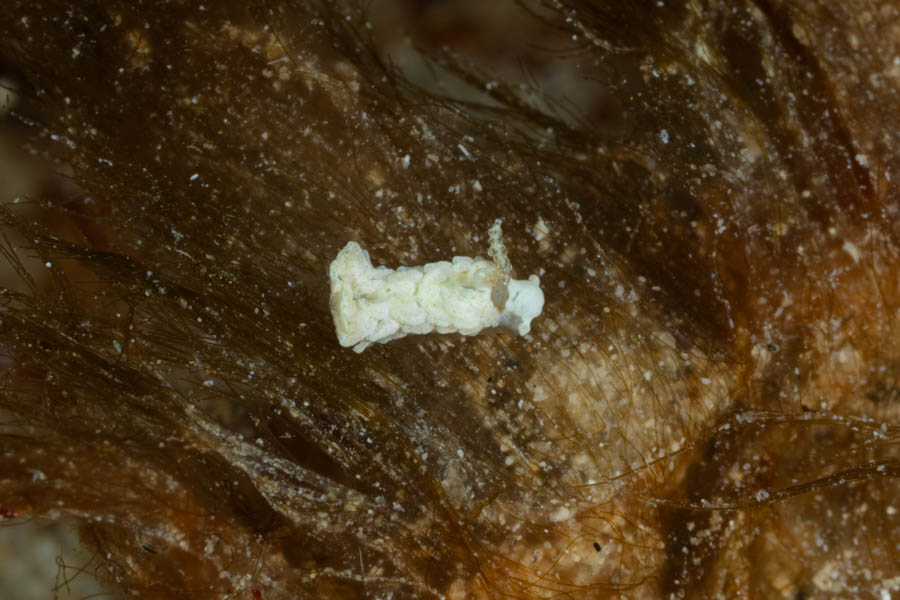 Oasis Aeolid
