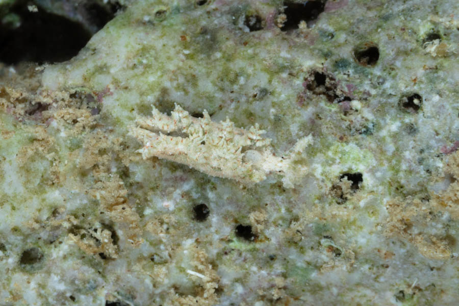 Papillose Elysia, ID Not Sure