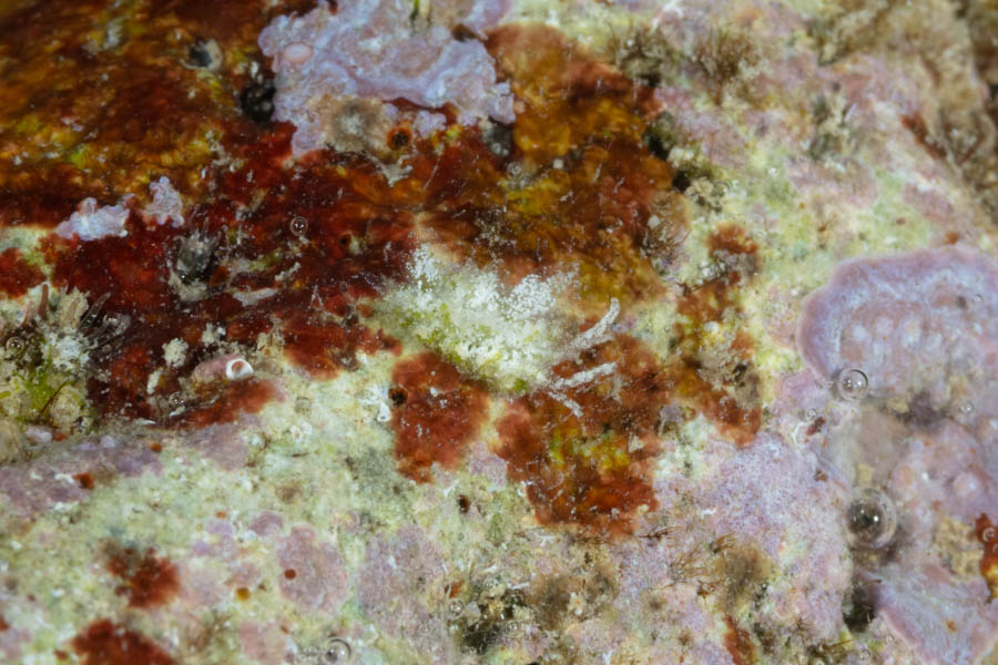 Polybranchia sp.