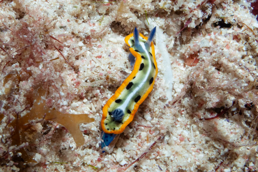 Purple-Crowned Sea Goddess