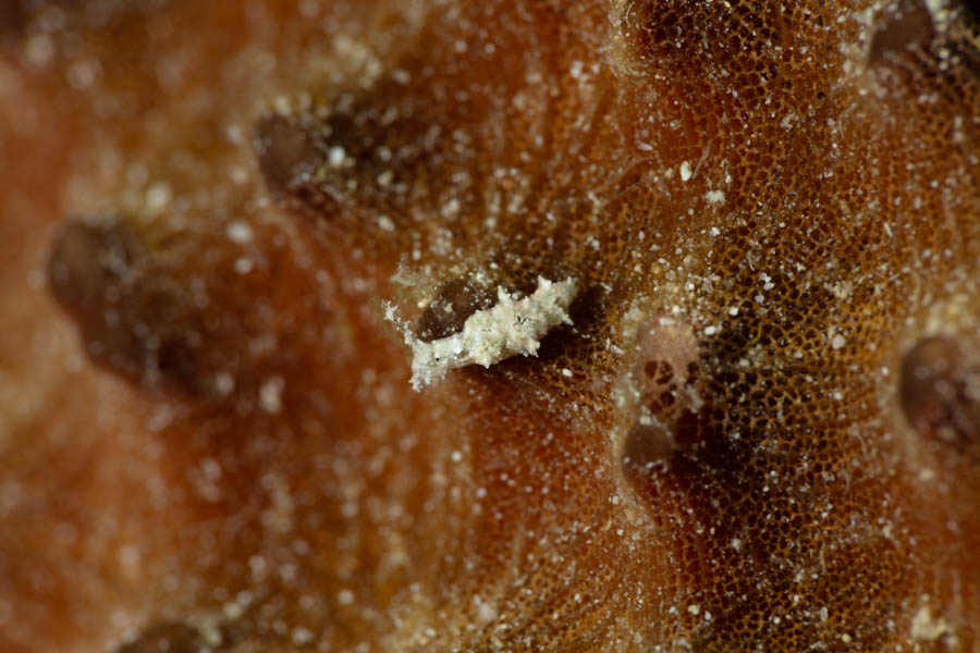 Red-Spotted Elysia, ID Not Sure