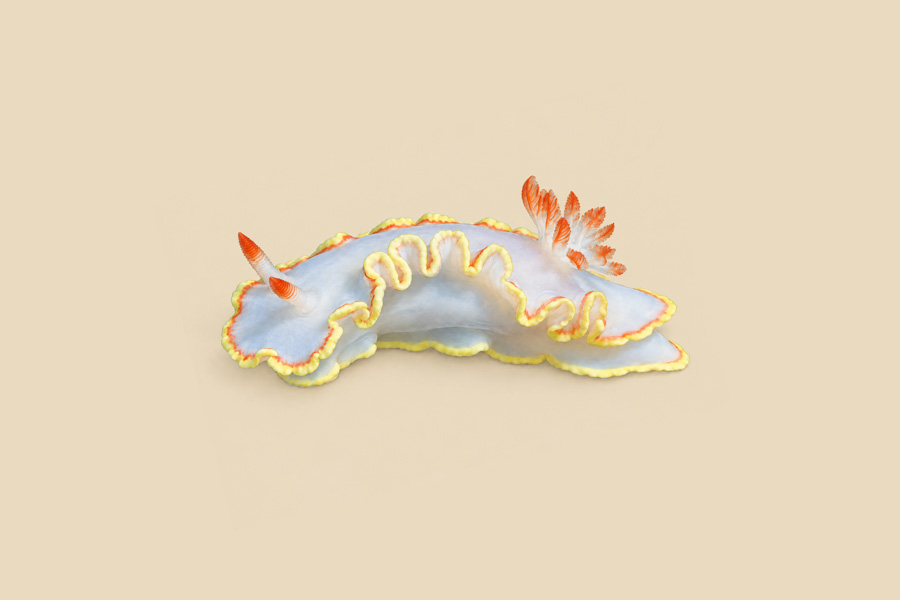 Red Tipped Sea Goddes