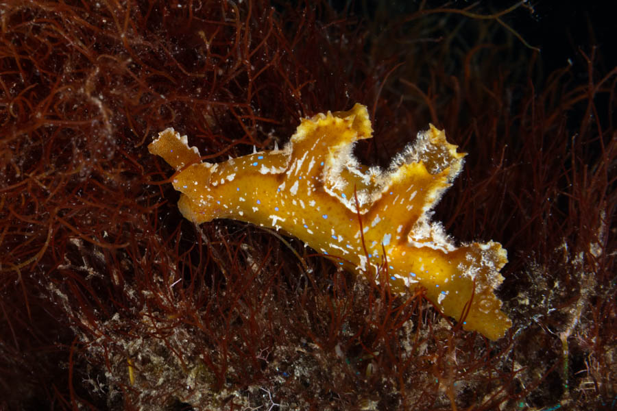 Sargassum Nudibranch