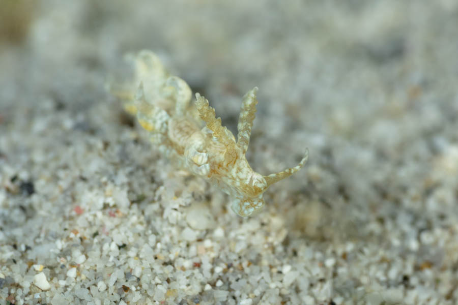 Sargassum Spurilla