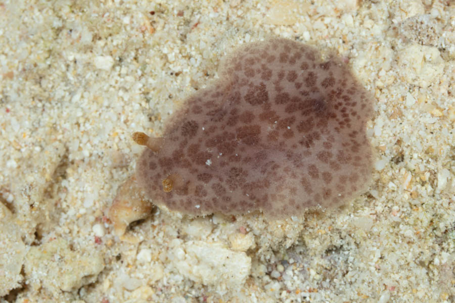 Spotted Foot Nudibranch, ID Not Sure