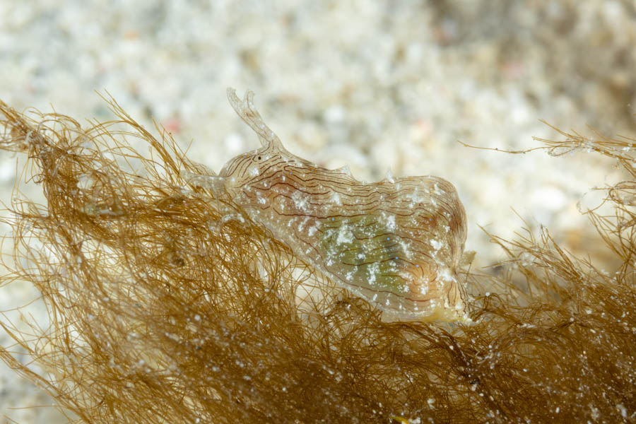 Striated Seahare