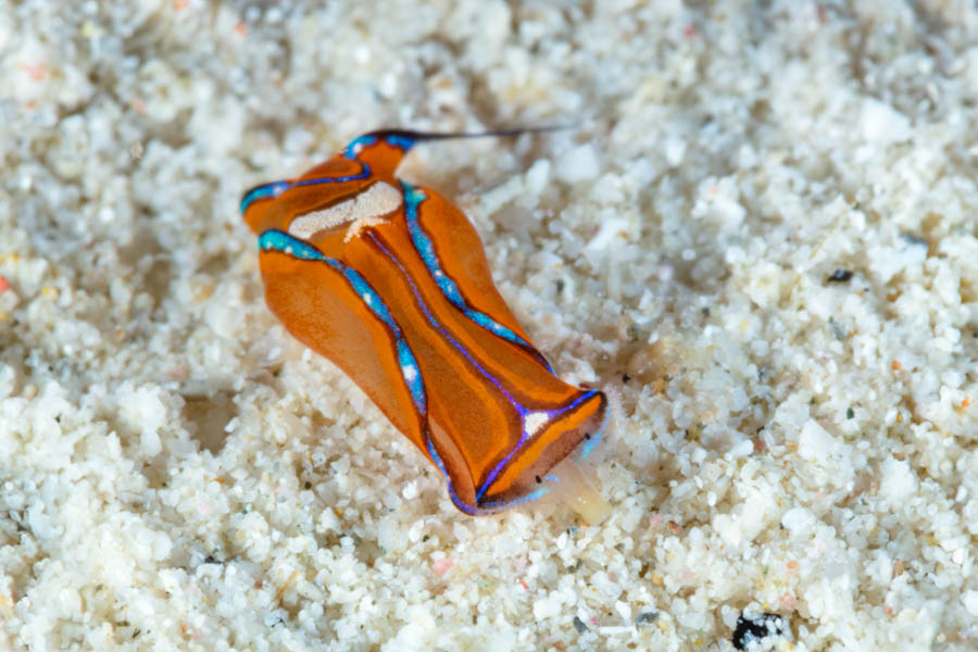 Swallowtail Aglaja Headshield Slugs, Bubble Snails - Swallowtail Aglaja