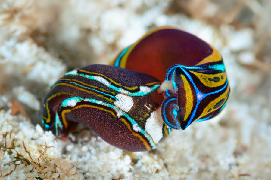 Swallowtail Aglaja Mating Headshield Slugs, Bubble Snails - Swallowtail Aglaja