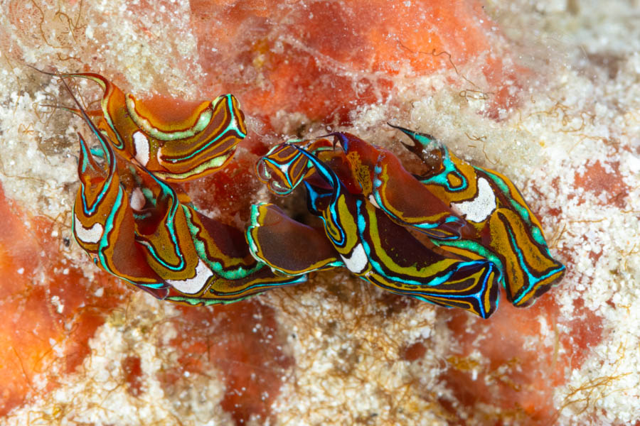 Swallowtail Aglaja Headshield Slugs, Bubble Snails - Swallowtail Aglaja