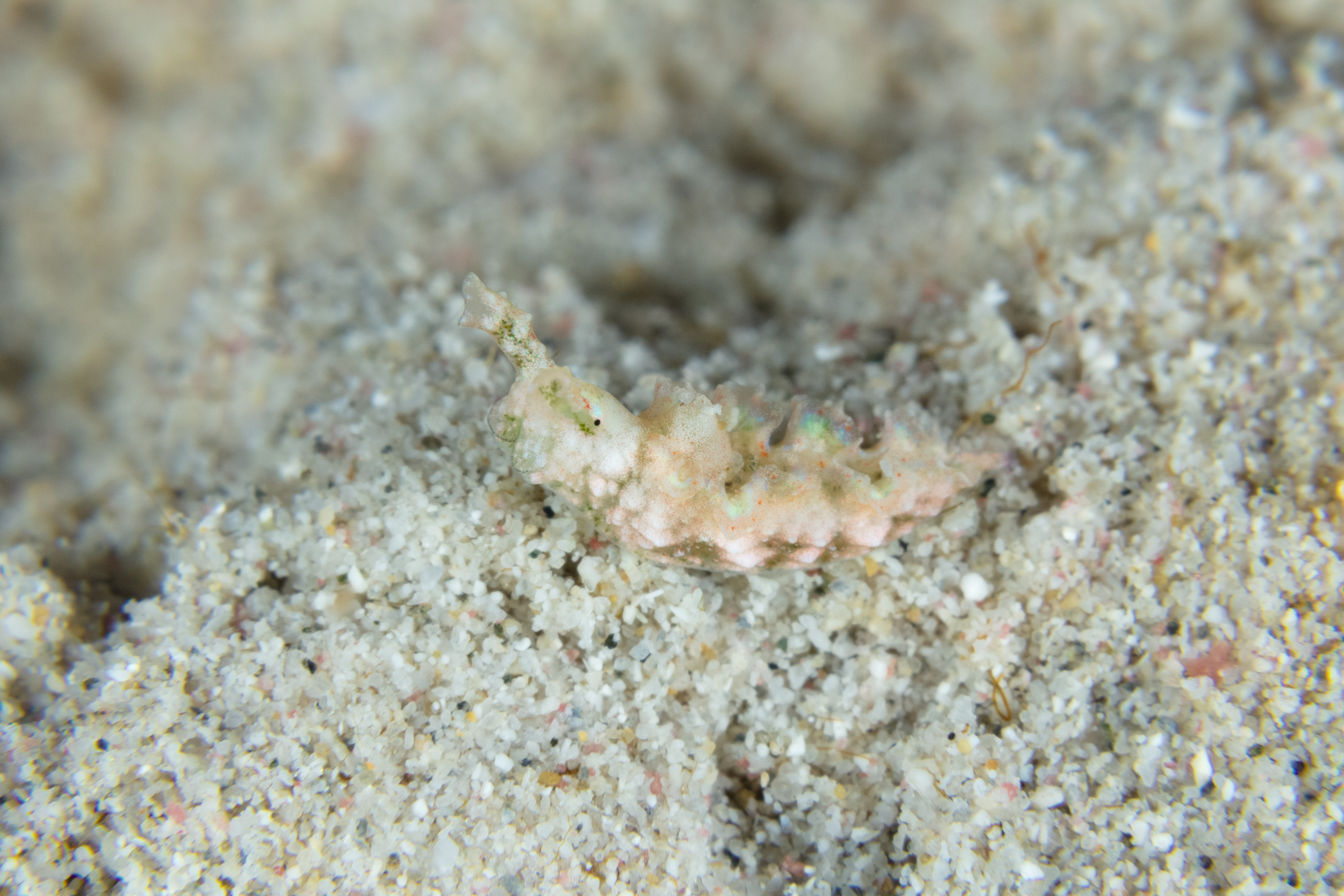 Reef Reference Ellen’s Elysia | Bonaire Reef