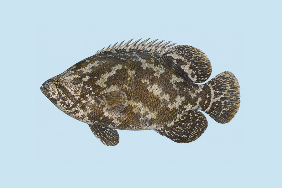 Atlantic Tripletail
