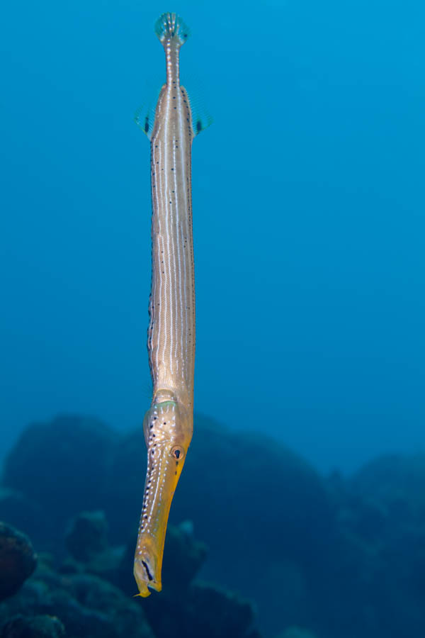 Other Odd Shaped Swimmers Identification: Atlantic Trumpetfish
