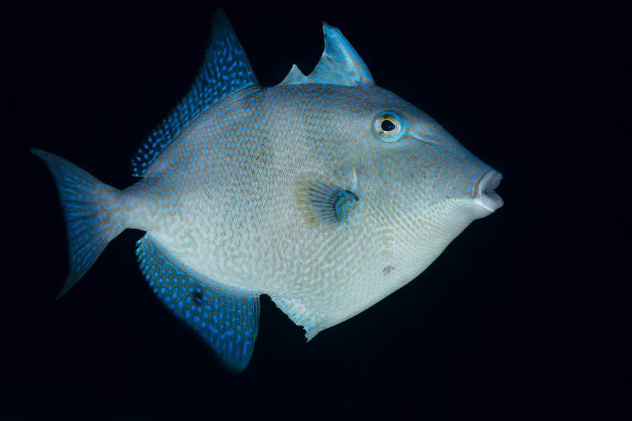 Triggerfishes Identification: Gray Triggerfish